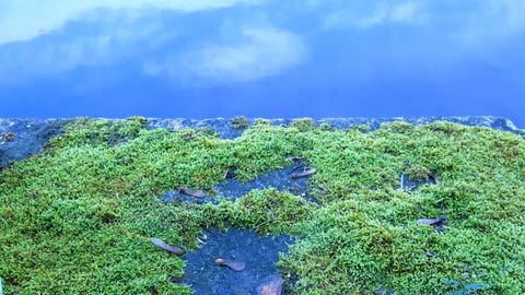 Video still. What first appears to be a vast view of the earth is moss against blue material. Tiny helicopter seeds, painted blue, shift the scale abruptly.